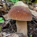 Мицелий Белого гриба сетчатого (Boletus reticulatus, Boletus aestivalis)